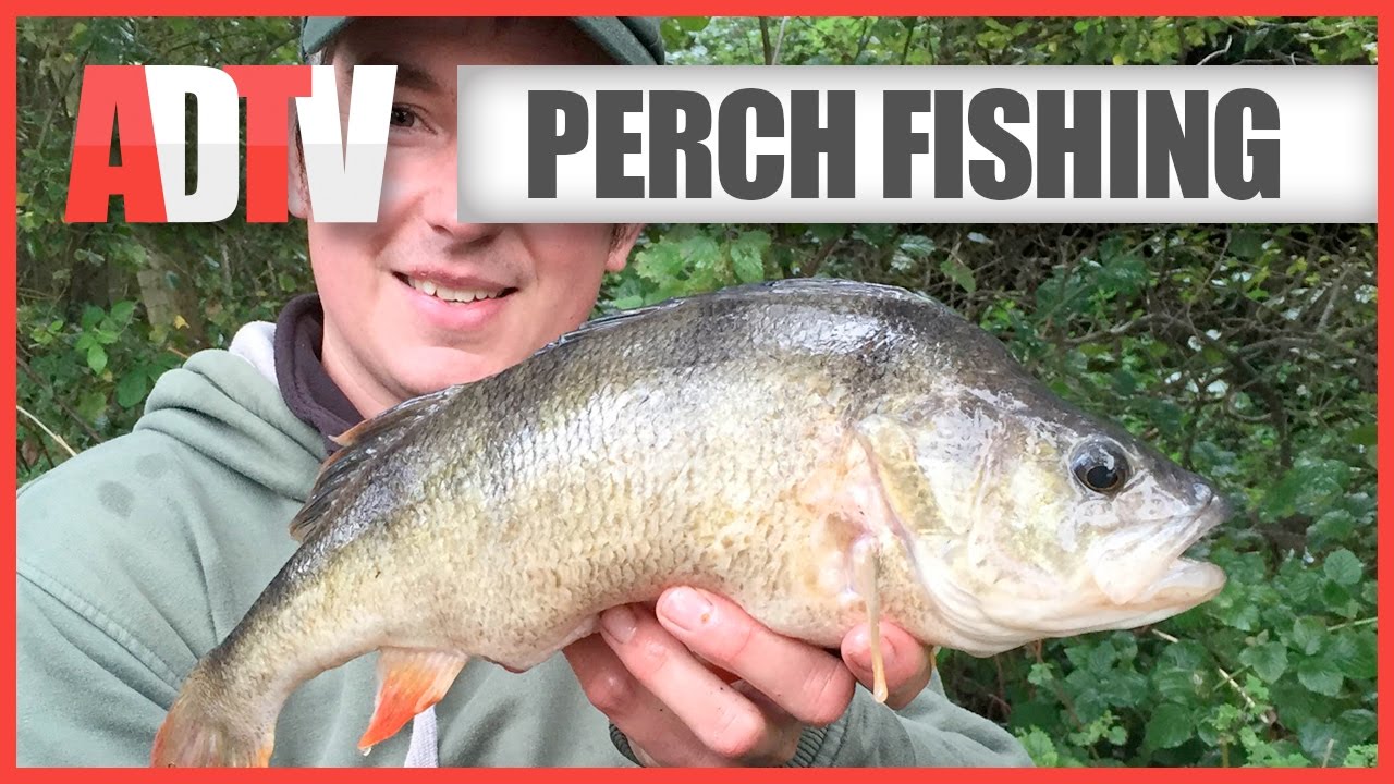How To Catch Perch - Perch Fishing Tips - YouTube