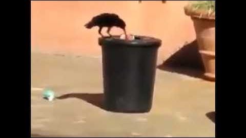 Very Intelligent Crow collecting garbage