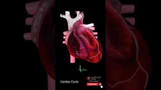 Cardiac Cycle Physiology - Animation - Audio & Ecg