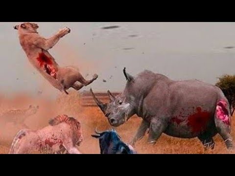 فيديو: حيوان مفترس وحيد القرن أم عاشب؟ ماذا يأكل وحيد القرن؟