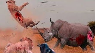 صفات وحيد القرن يُعتبر وحيد القرن من الثدييات الكبيرة آكلة الأعشاب، 