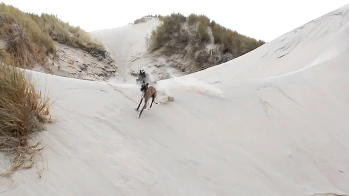 whippets running and playing at beach!! crazy jumping and turning on sand dunes!