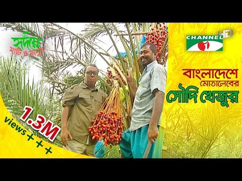 ভিডিও: খেজুর গাছ এবং কলাম