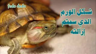تربية السلاحف البرمائية - علاج ورم خلف الأذن عند السلاحف