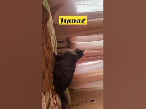 Что за лев, этот тигр ️‍🔥 - YouTube