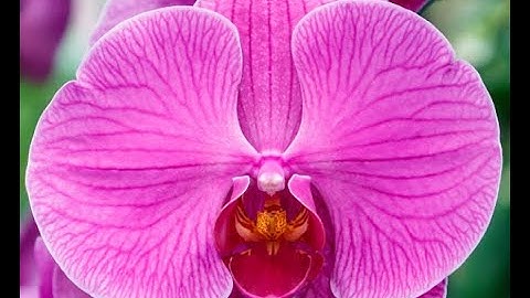 "Orchid" - Layout Showcase [TOP x ∊ [1;50]∩ℕ]