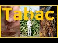 Tabac bio sur sol vivant