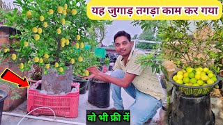 Nimbu me jyada fal kaise laye | how to grow citrus plant in pot | gamle me nimbu