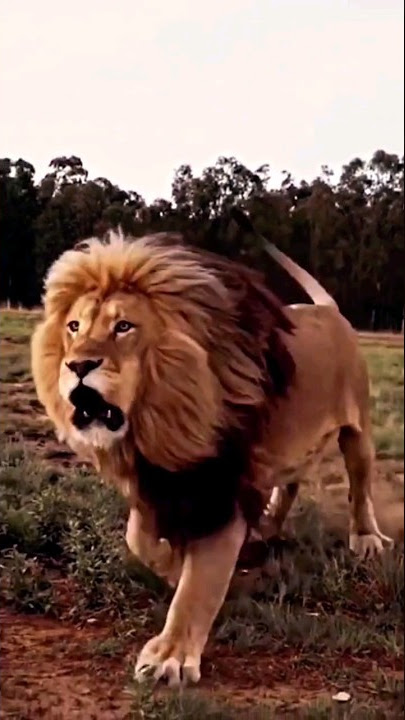 هجوم الاسد 🔥😱