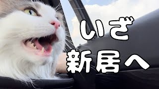 お外苦手系猫の引っ越し当日の様子【メインクーン】 by らいむずらいふ 455 views 2 weeks ago 7 minutes, 23 seconds