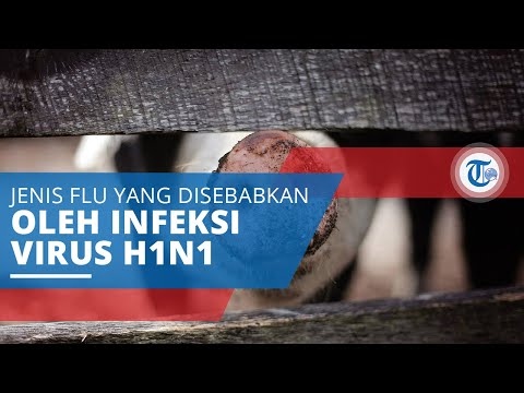 Flu Babi, Jenis Flu yang Disebabkan oleh Infeksi Virus H1N1