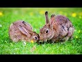 Les animaux de la ferme  le lapin