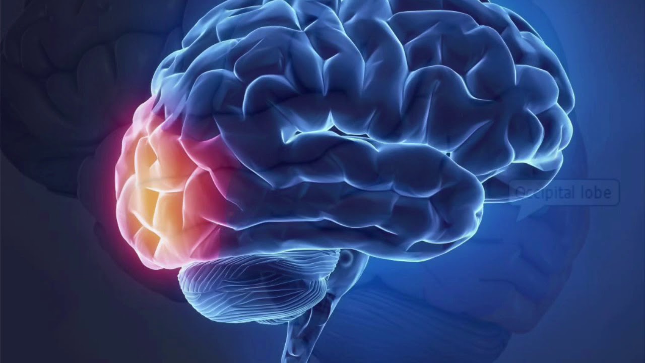 Occipital Lobe Psychology Project YouTube