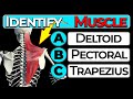 Human anatomy quiz test your knowledge muscle groups