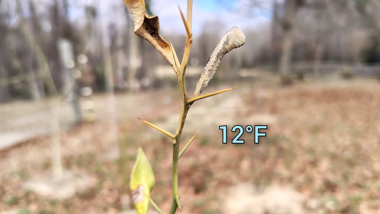12°F Cold Hardy Citrus - Brutal Winter of 2026
