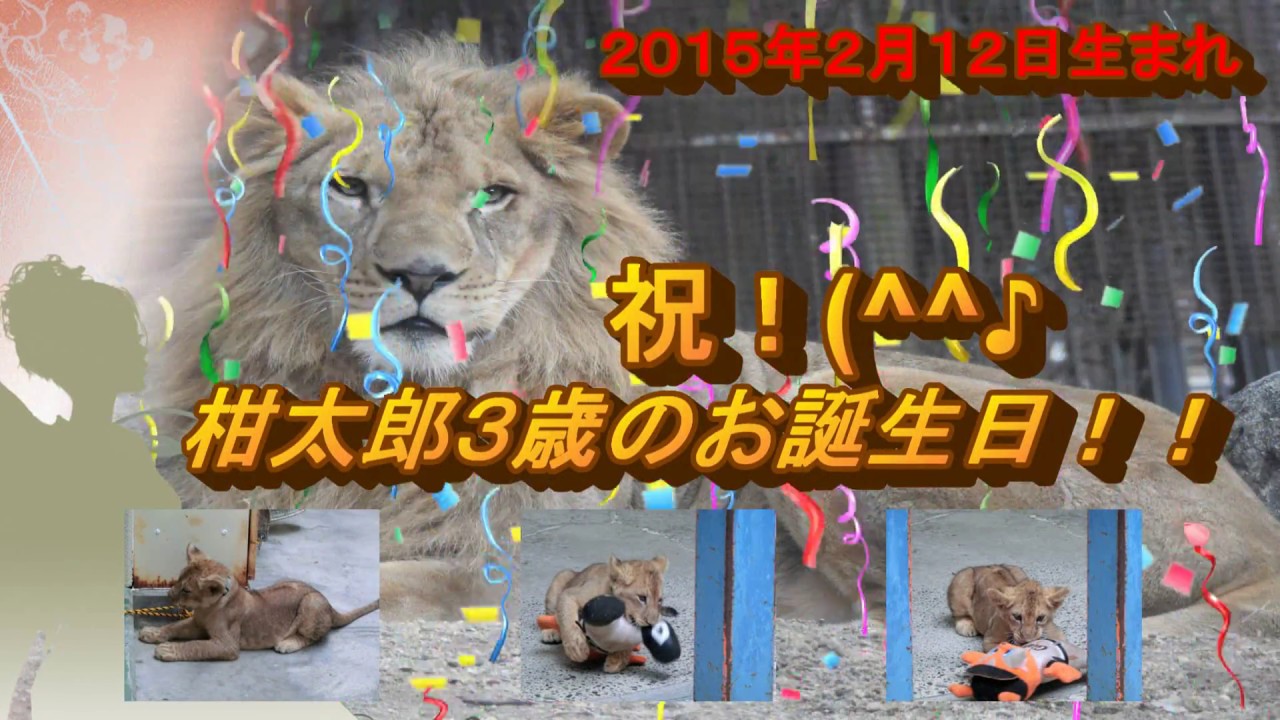 【神回】赤ちゃんの時の映像も！イケメンライオン柑太郎３歳のお誕生日お祝い動画☆彡　とべ動物園にて。
