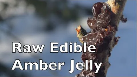 Raw Edible Amber Jelly Mushroom