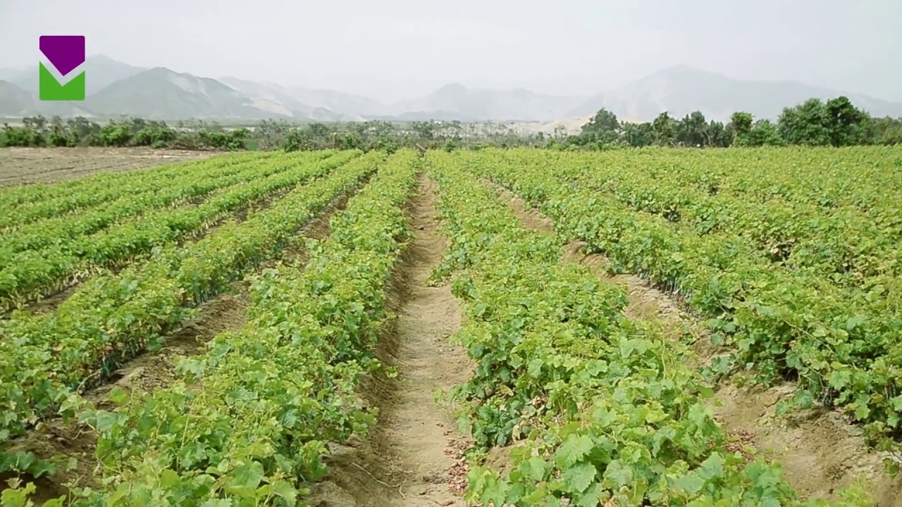 PROCESO PRODUCTIVO DE VID A RAÍZ DESNUDA