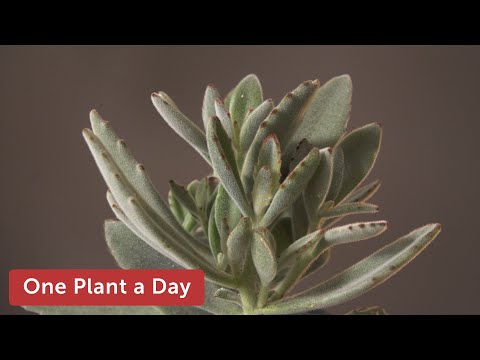 Vídeo: Planta de panda d'interior: consells per cultivar plantes de panda Kalanchoe