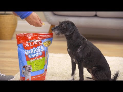 alpo-dog-food-|-chewy