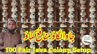 100 Pair Java Colony|جاوا لگاؤ منافع کماؤ|Zunair Birds