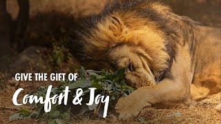 Give the Gift of Comfort and Joy - Born Free Christmas Appeal 2025