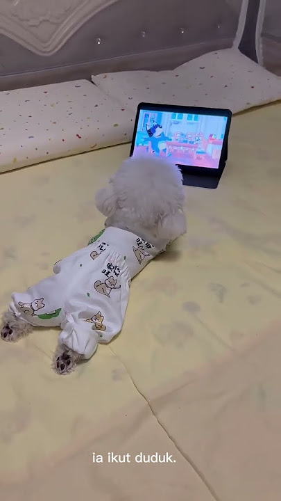 Anjing nonton TV lucu #shortvideo #shorts #anjinggemes #catlover #kucinganjing #anjingkesayangan