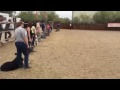 Seminars | Clover and Romy helping out | Solid K9 Training Dog Training Seminars | Clover and Romy helping out | Solid K9 Training Dog Training