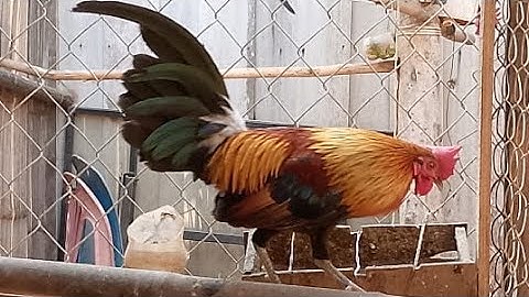 Qaib dib daj pom 2 zoo nkauj.25/1/2025.02097436930.