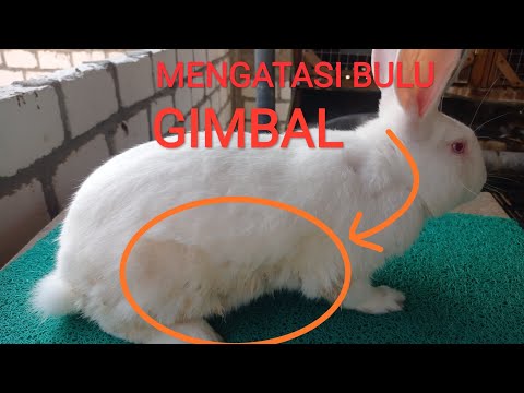 #99 Mengatasi bulu kelinci yang GIMBAL