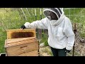 Bees Are In Trouble - Here&#39;s Why I Don&#39;t Sell Honey!