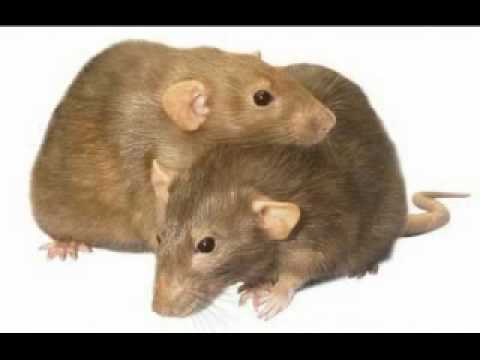 UB40 - Rat in Mi Kitchen