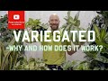 Variegated - why and how does it work?