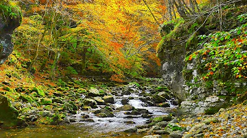 Native American Flutes and Nature Sounds - for Sleep or Relaxation