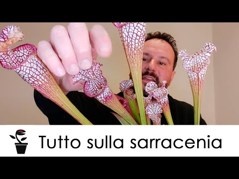 Video: Informazioni sui fiori di Sarracenia - La tua pianta da brocca sta fiorendo