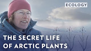 The secret life of Artic plants