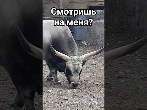 Он учуял тебя... Беги! #бык #животные #shorts #страшно #диканатура #животныймир #сельскаяжизнь #быки