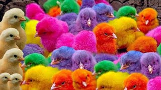 Download Lagu Ayam Lucu, ayam warna warni, ayam rainbow, kelinci lucu, bebek lucu, ikan koi, Hewan Lucu MP3 Download Lagu Ayam Lucu, ayam warna warni, ayam rainbow, kelinci lucu, bebek lucu, ikan koi, Hewan Lucu MP3