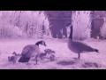 Infrared Video with SONY nex 5 720nm Filter