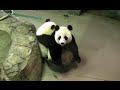 Bei Bei & Mei Xiang in a TinyTubby! 08-08-16