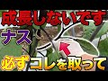 【基礎です】今すぐナスに〇〇作業をすることで木が大きくなり収穫量が増えます