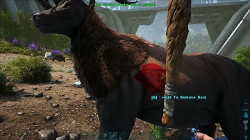 SR_Kaif - Kaif getting a lil crazy