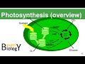 Photosynthesis Concepts and Processes