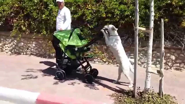 The smartest dog in the world is taking the baby in the stroller for a walk