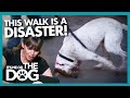 Incorrectly Leashed Dog Gets Tangled on Nightmare Walk | It's Me or the Dog