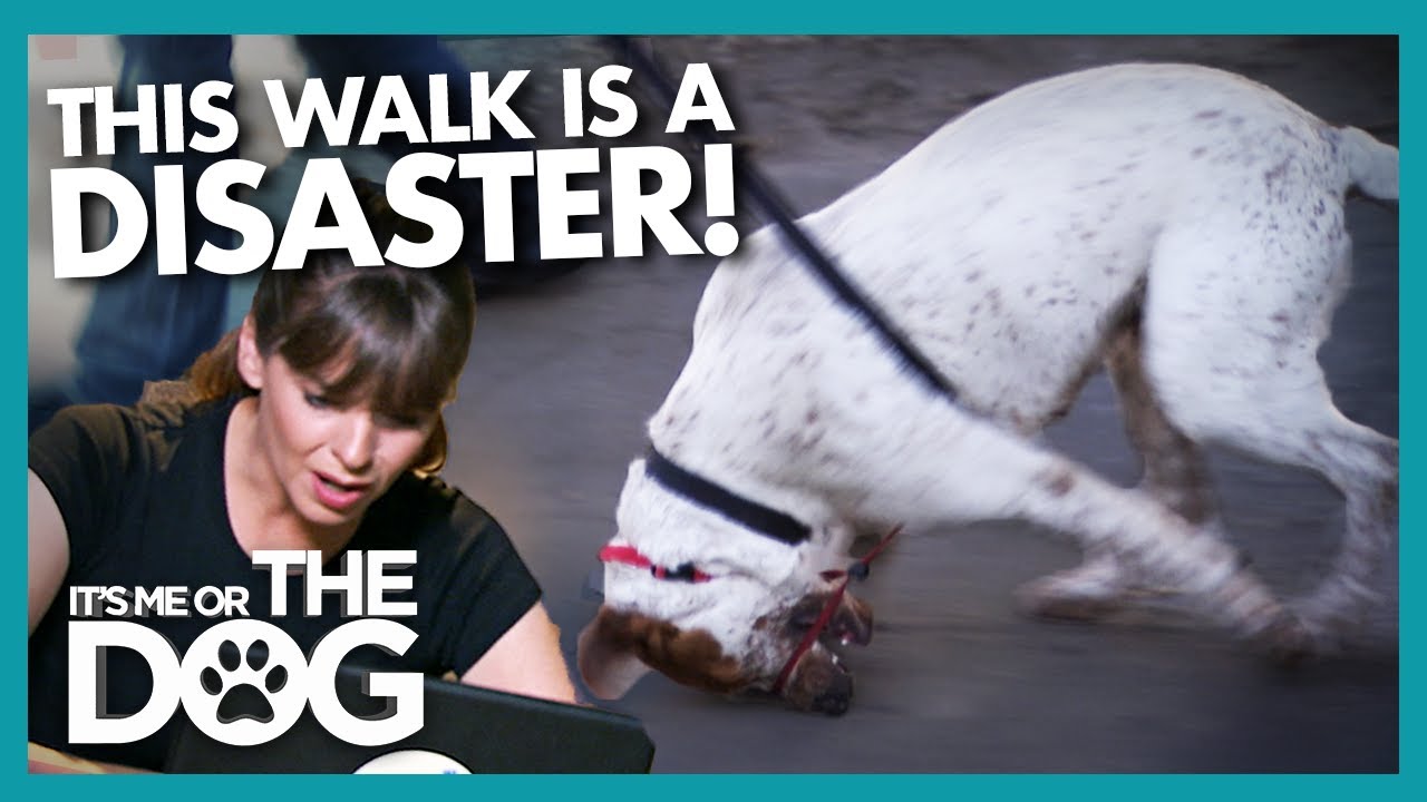 Incorrectly Leashed Dog Gets Tangled on Nightmare Walk | It's Me or the Dog