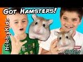 HobbyKids Buy Hamsters!  Petco Toy Shopping Haul HobbyKidsTV