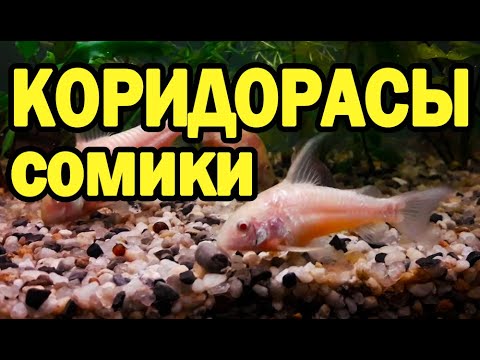 Видео: Легко ли разводить коридорор?