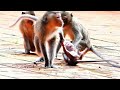 It Is Unbelievable!, Younger Mother Rany Hangs Tiny Baby Monkey Up And Pushes Her Hit To The Ground