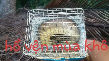 Bẩy rắn mùa khô mưu sinh cực khổ.